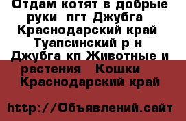 Отдам котят в добрые руки! пгт Джубга - Краснодарский край, Туапсинский р-н, Джубга кп Животные и растения » Кошки   . Краснодарский край